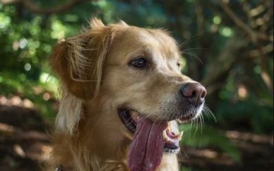 Recommended Foods for Dogs that have too much “Heat”